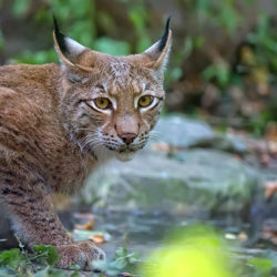 Un plan national d’actions en faveur du lynx boréal