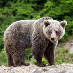 Ours des Pyrénées : un nouvel arrêté autorisant les tirs d’effarouchement